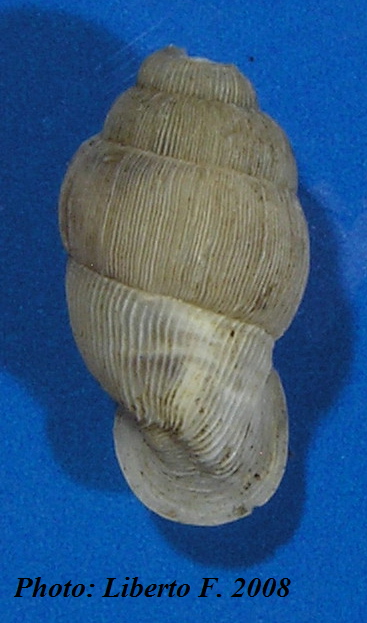 Muticaria macrostoma (Cantraine, 1835)